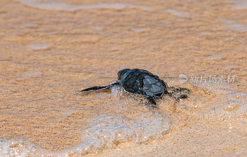 绿海龟(Chelonia mydas)，也被称为绿海龟，黑(海)海龟或太平洋绿海龟。厄瓜多尔;加拉帕戈斯群岛;加拉帕戈斯群岛国家公园。蓬塔鸬鹚，佛罗里达州。一只刚孵化的小海龟在海滩上跳入水中